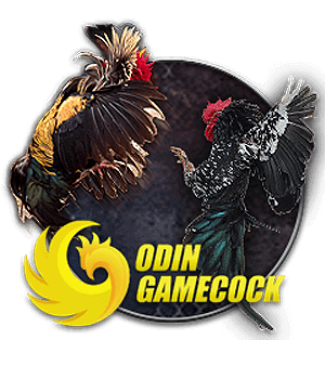 Odin Gamecock - sảnh đá gà cựa dao tại AE888