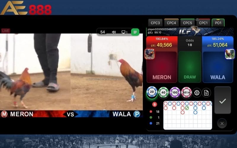 Xem đá gà cựa dao online – Giao diện theo dõi trận đấu