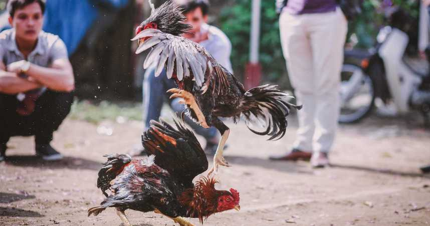 Trực tiếp đá gà cựa dao tại AE888